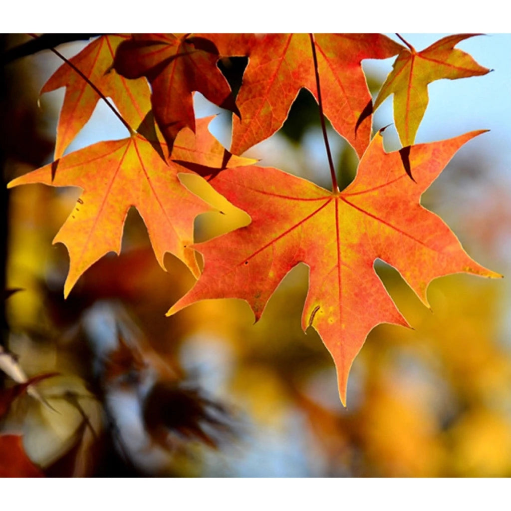 2.4M Artificial Vine Red Autumn Maple Leaf Fake Garland Plants Foliage String Christmas Garden For Wedding Party Home Decoration